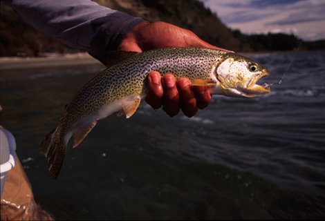 Washington State Fly Fishing Guides : Arch Anglers :: Seattle